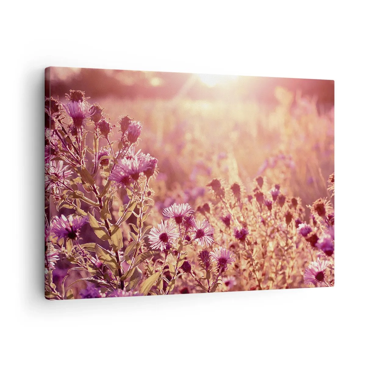 Obraz na plátne - Lúka vo svetle zapadajúceho slnka - 70x50cm - Než skončí leto - Moderná nástenná dekorácia do obývacej izby a spálne ARTTOR