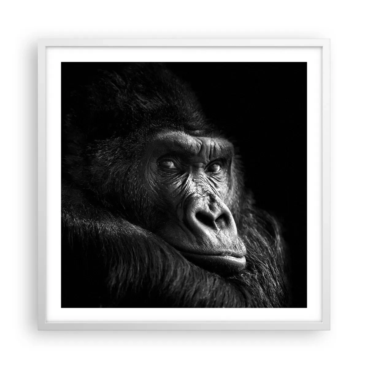 Plagát v bielom ráme - Na čo sa tak pozeráš? - 60x60 cm