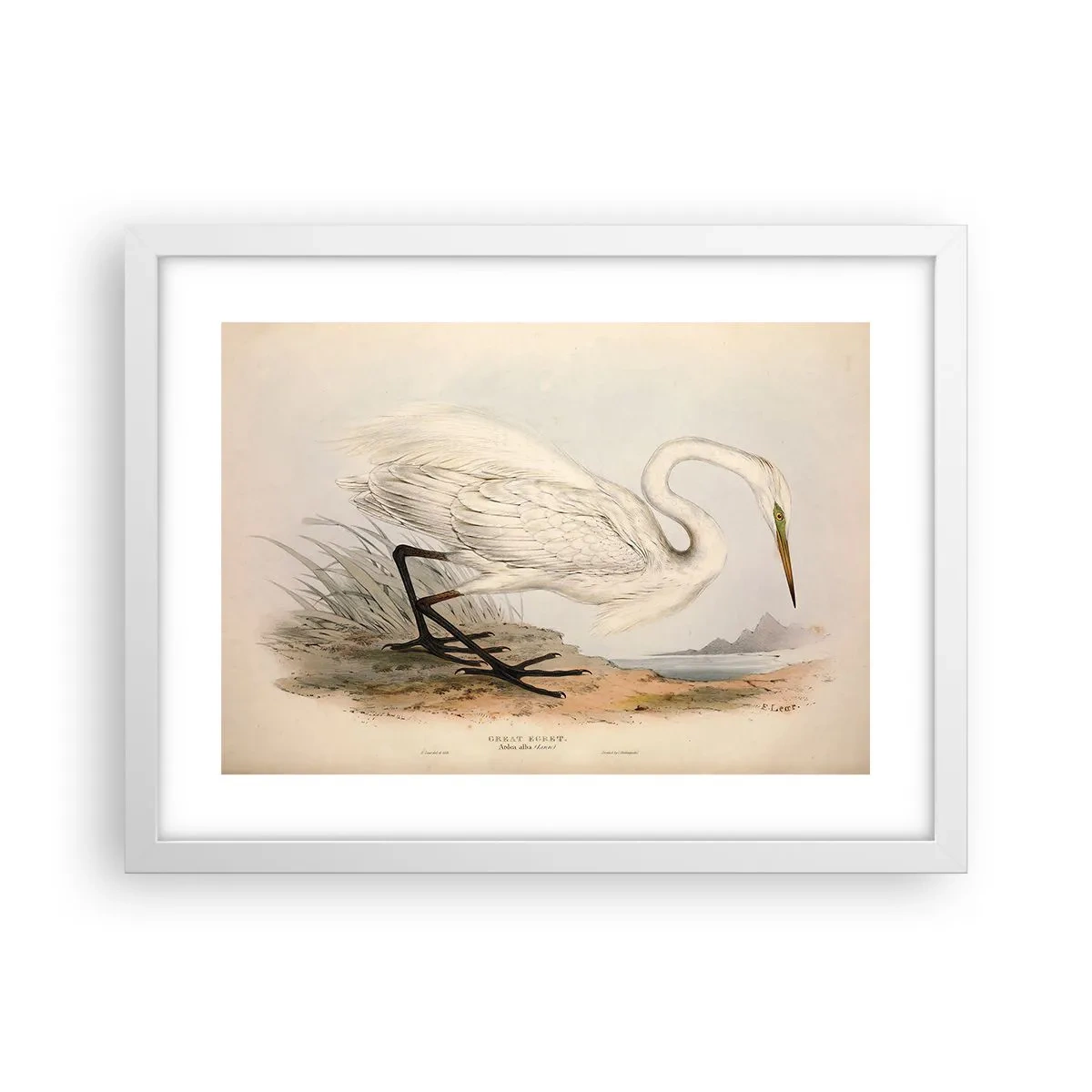 Plagát v bielom ráme - Pani rákosín - 40x30 cm
