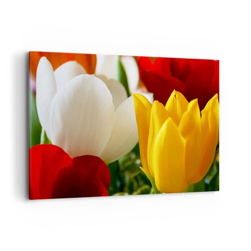 Obraz na plátne - Tulipánová horúčka - 100x70 cm