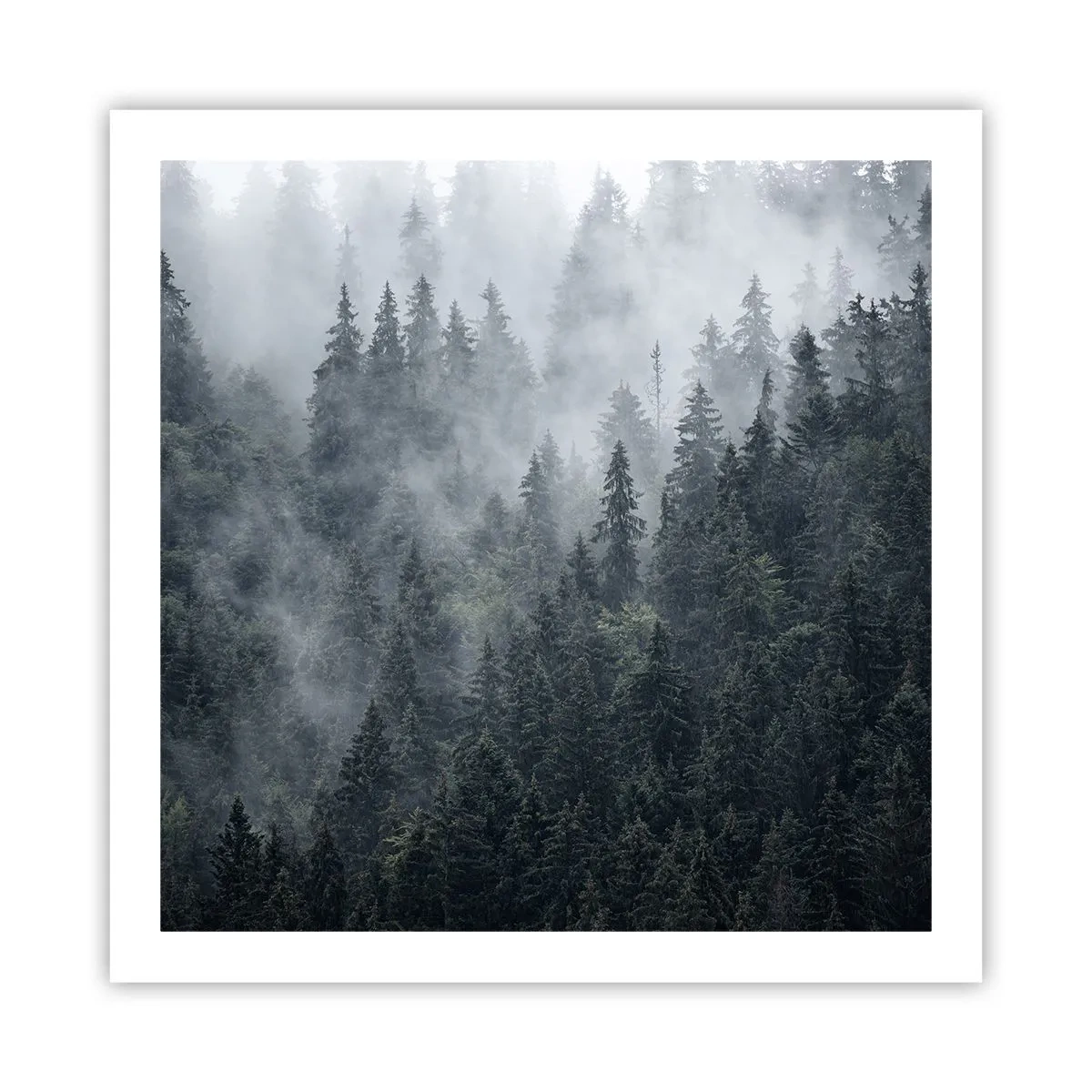 Plagát - Lesné svitania - 60x60 cm