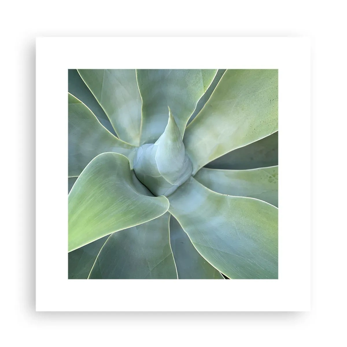 Plagát - Zrodenie zelene - 30x30 cm