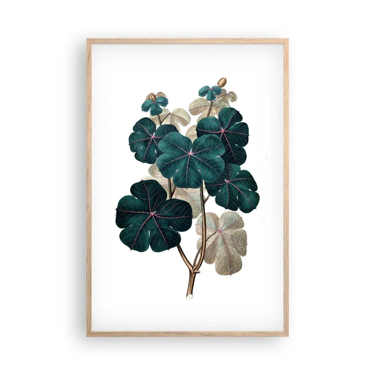 Plagát v ráme zo svetlého duba - Zo starého herbára - 61x91 cm