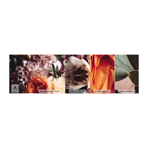 Vzorka Fototapeta Standard Eco - Zabalené do krásy - Kvety, Kytica kvetov, Rose - 100x30 cm