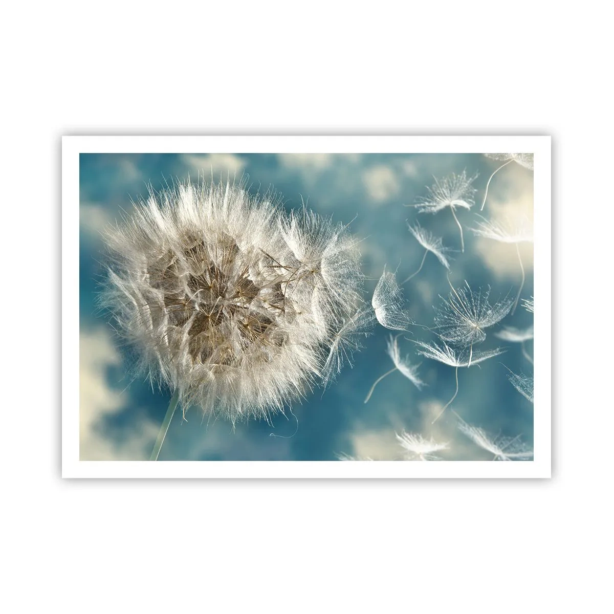 Plagát - Dych anjela - 100x70 cm