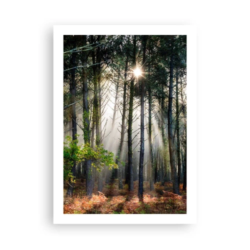 Plagát - Lesná divočina - 50x70 cm
