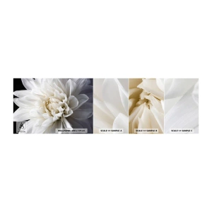 Vzorka Fototapeta Standard Eco - Ráno s nevestou - Kvetina, Dahlia, Príroda - 100x30 cm
