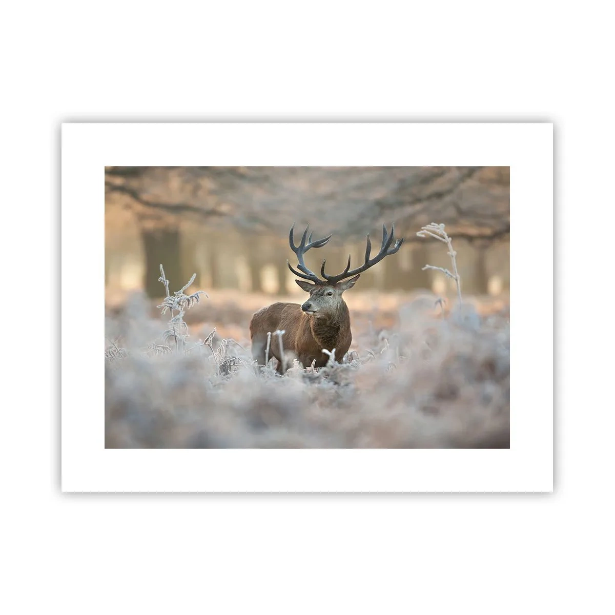 Plagát - Svieže ráno - 40x30 cm