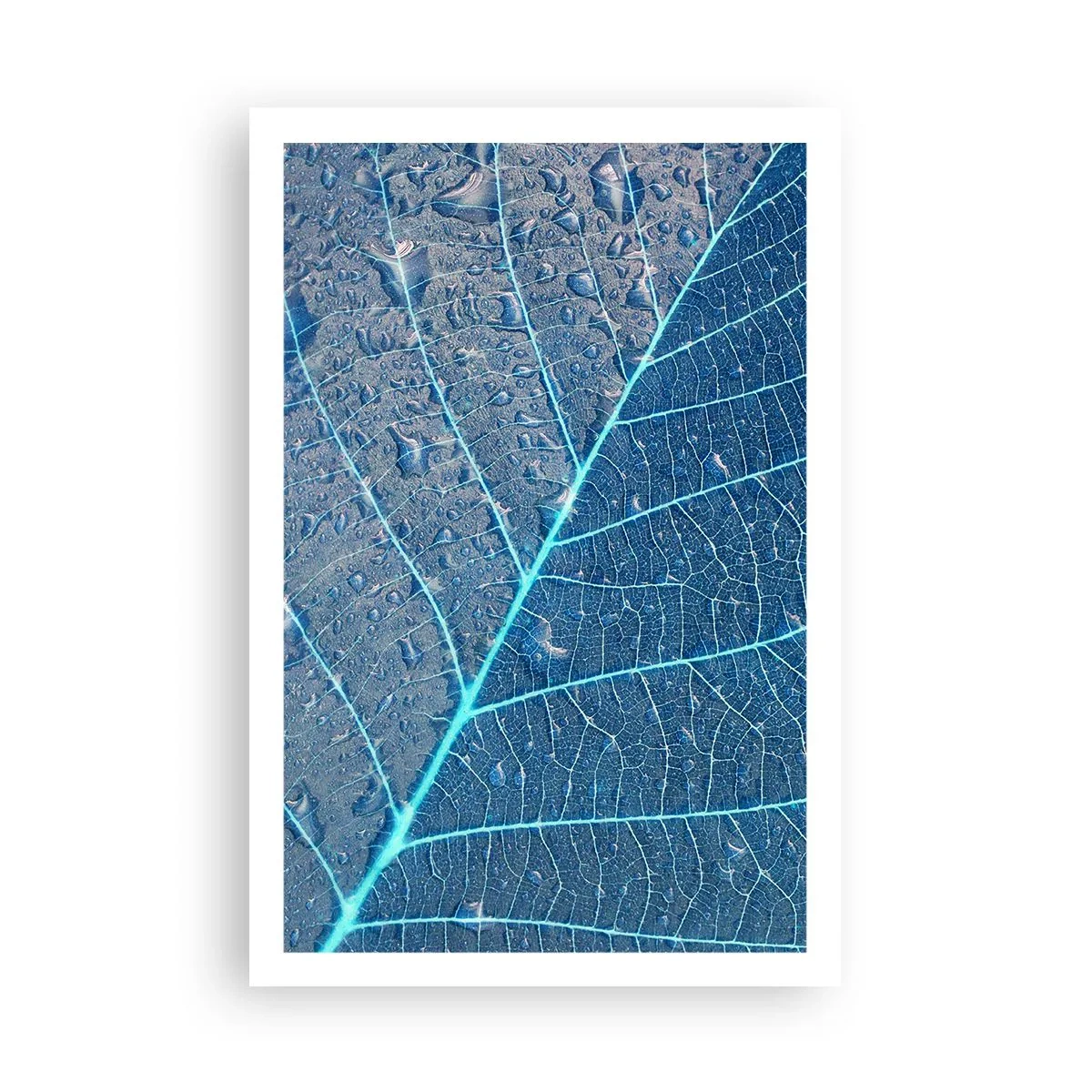 Plagát - Modrý život - 61x91 cm