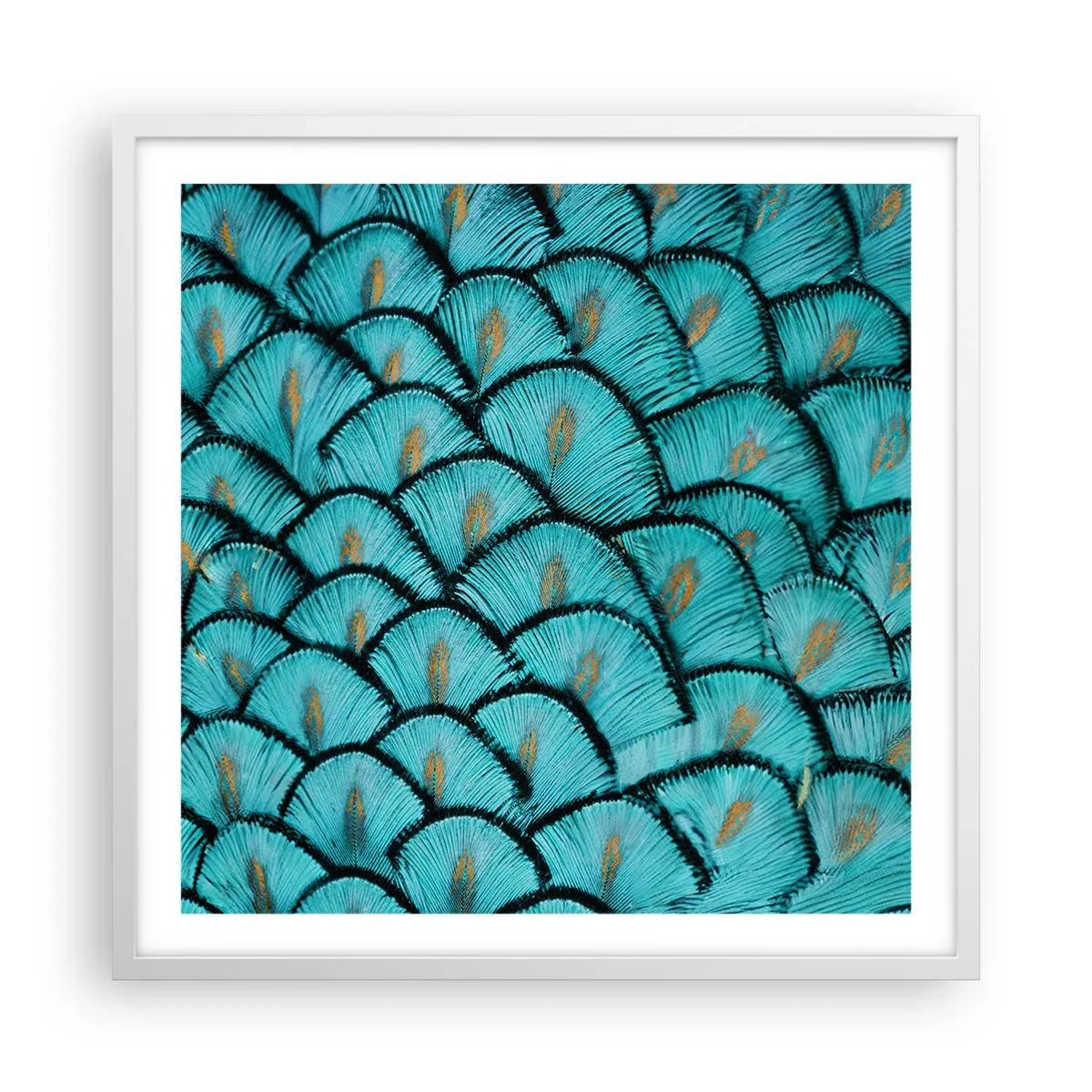 Plagát v bielom ráme - Veľká slávnosť peria - 60x60 cm