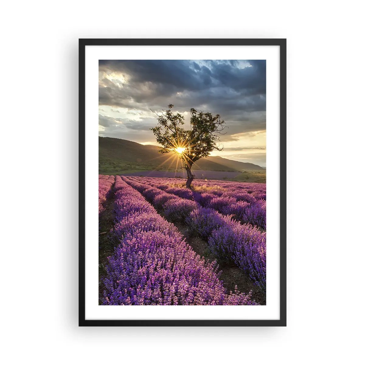 Plagát v čiernom ráme - Levanduľové pole s osamelým stromom a západom slnka - 50x70cm - Aróma vo fialovej - Moderná nástenná dekorácia do obývacej izby a spálne ARTTOR