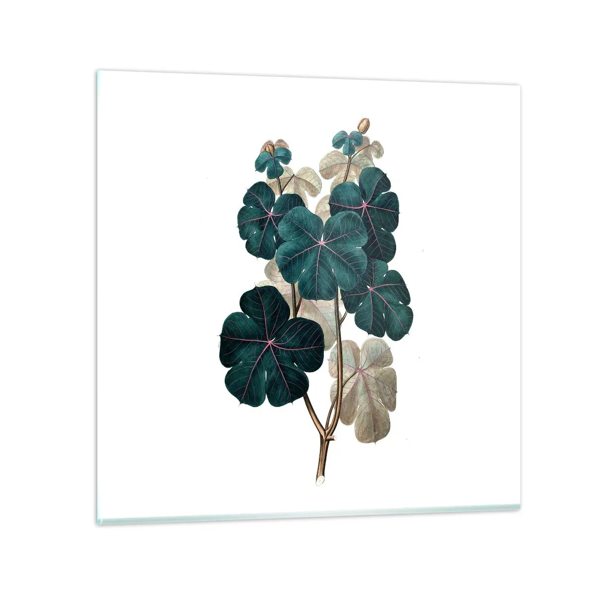 Obraz na skle - Zo starého herbára - 60x60 cm