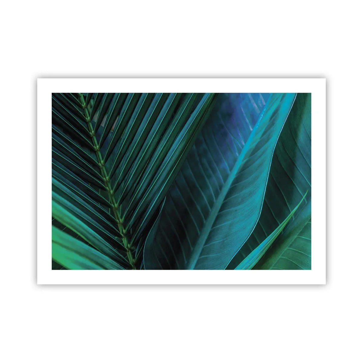 Plagát - Anatómia zelene - 70x50 cm