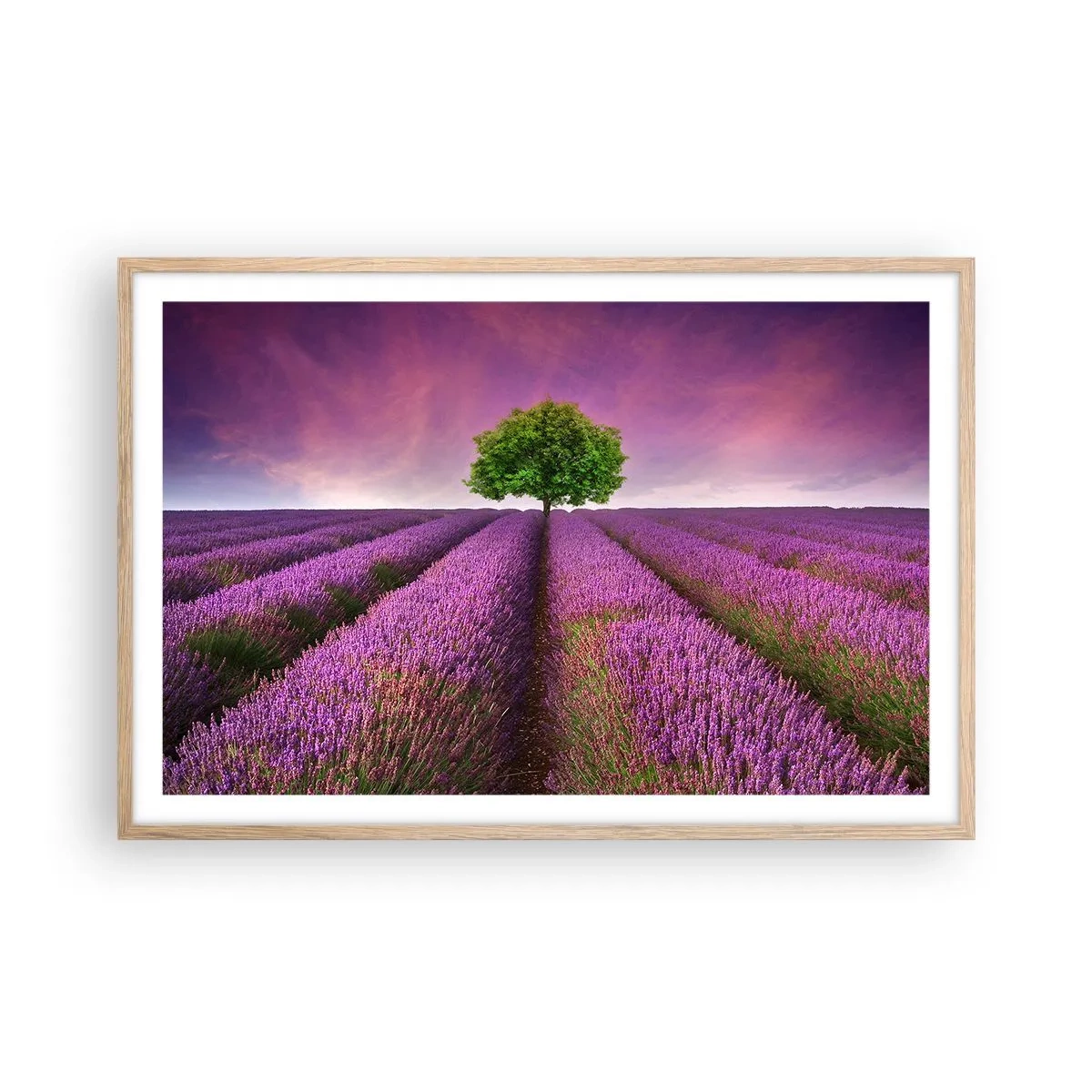 Plagát v ráme zo svetlého duba - Na levanduľových poliach - 91x61 cm