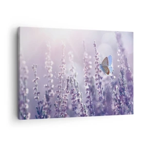 Obraz na plátne - Motýľ na kvitnúcej levanduli v rannom svetle - 70x50cm - Bozk motýľa - Moderná nástenná dekorácia do obývacej izby a spálne ARTTOR