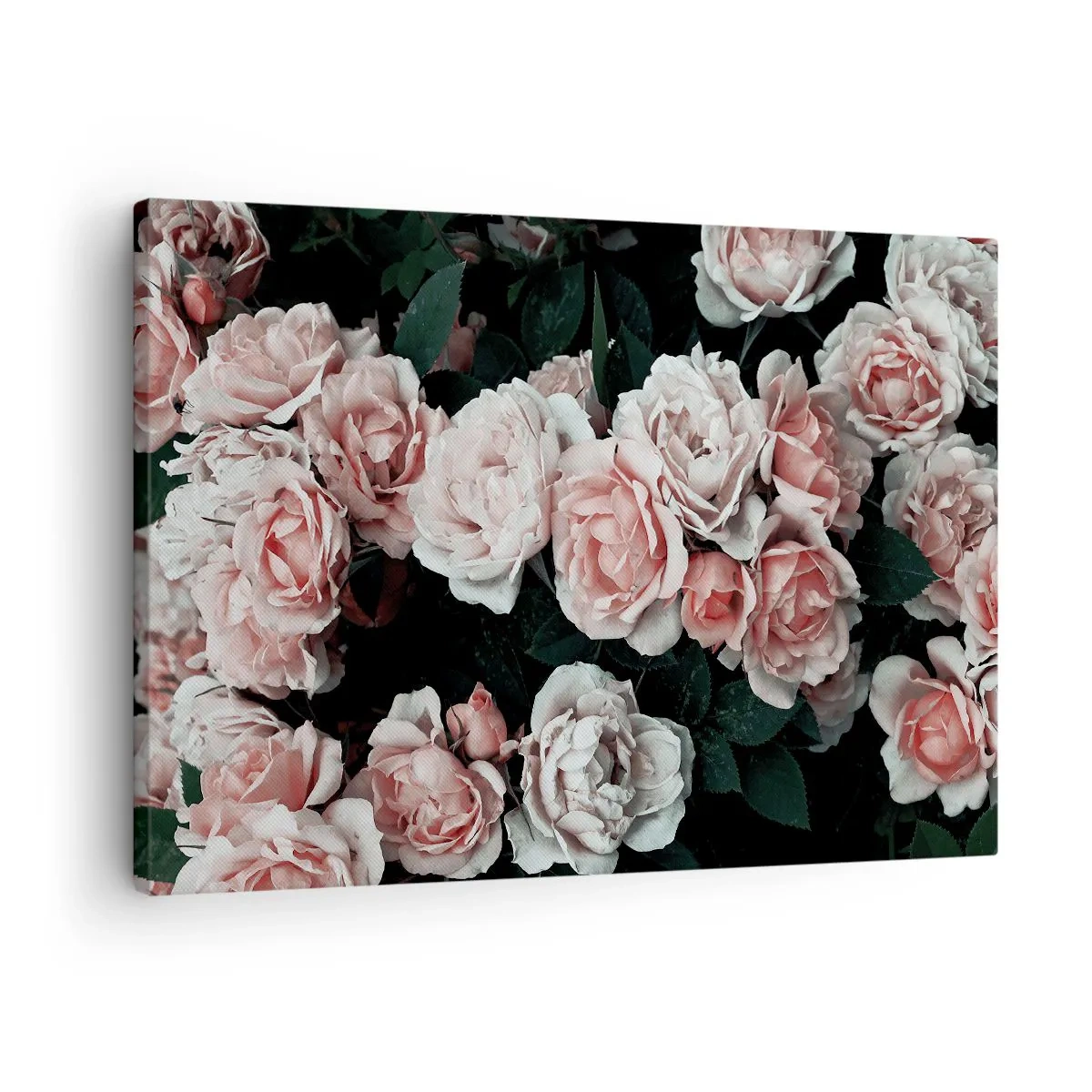 Obraz na plátne - Ružové ruže na tmavom pozadí v jemnej kompozícii - 70x50cm - Ružový ansámbl - Moderná nástenná dekorácia do obývacej izby a spálne ARTTOR