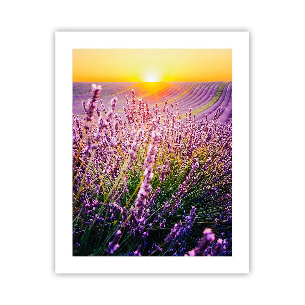 Plagát - Voňavý lán - 40x50 cm