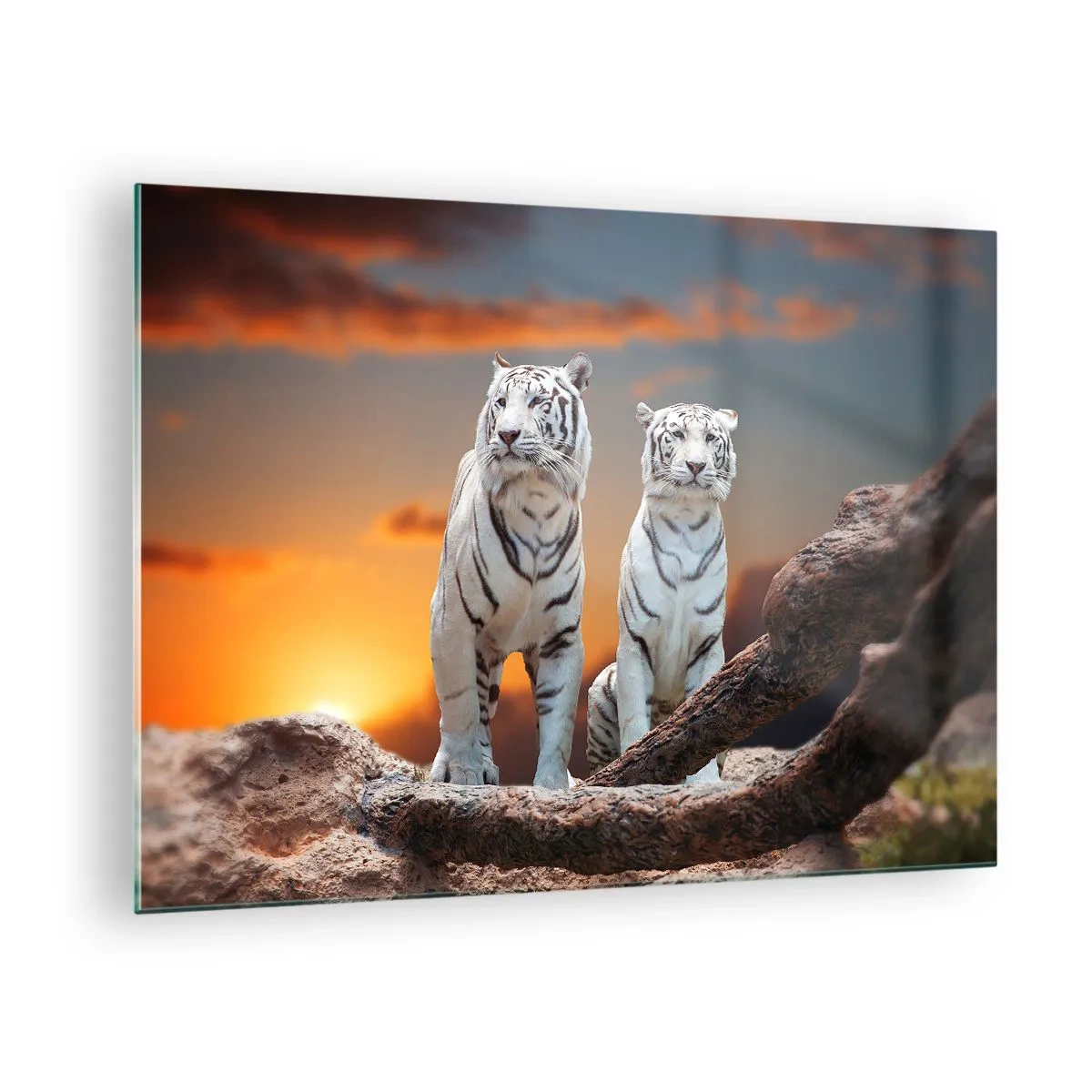 Obraz na skle - Biele tigre proti zapadajúcemu slnku - 70x50cm - Úplne ako v Narnii - Moderná nástenná dekorácia do obývacej izby a spálne ARTTOR