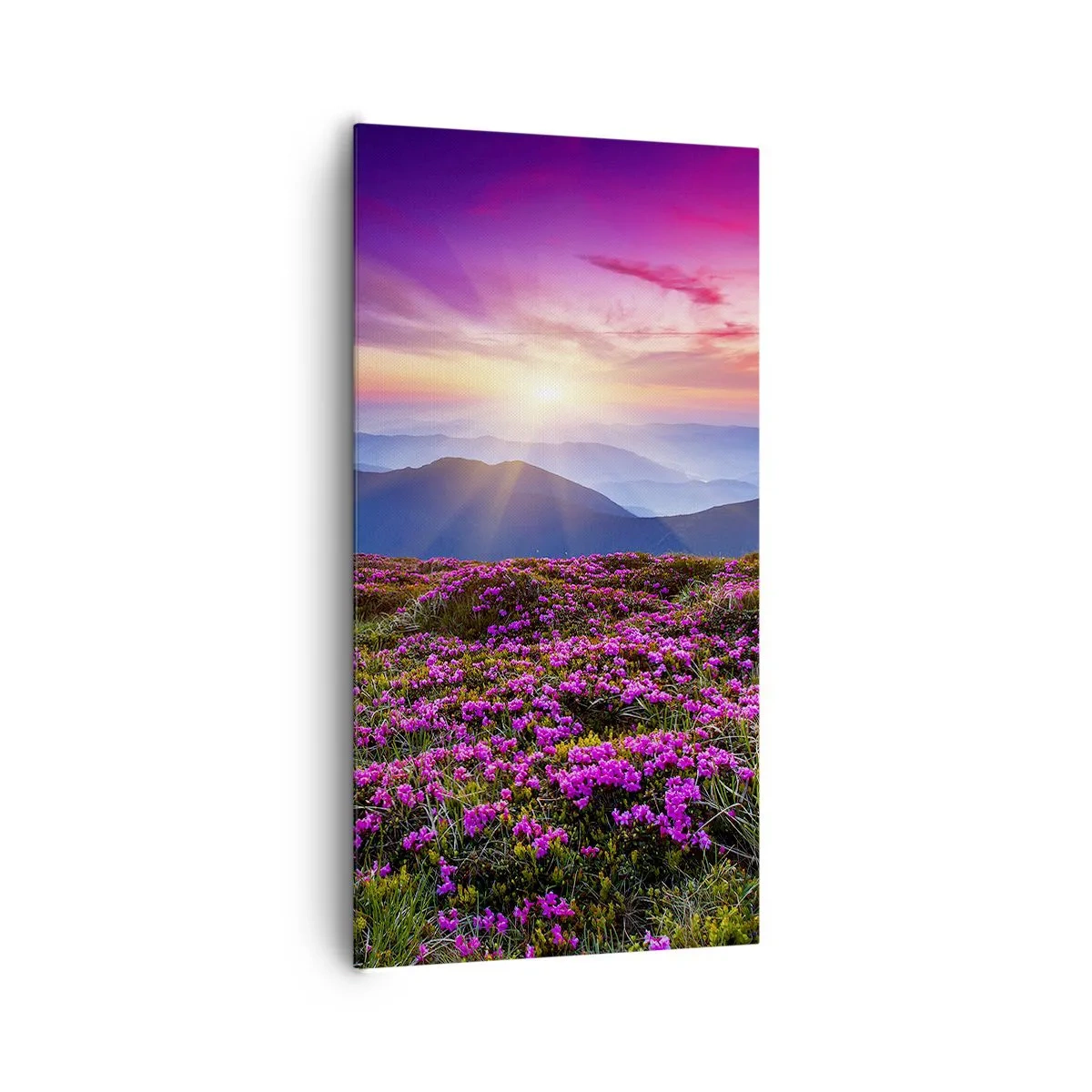 Obraz na plátne - Zavoňali svieže púčiky byliniek z obilných polí - 65x120 cm