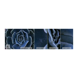 Vzorka samolepiacej fototapety Deluxe Sticker - Púštny kvet - Kvet agáve, Kvetina, Príroda - 100x30 cm