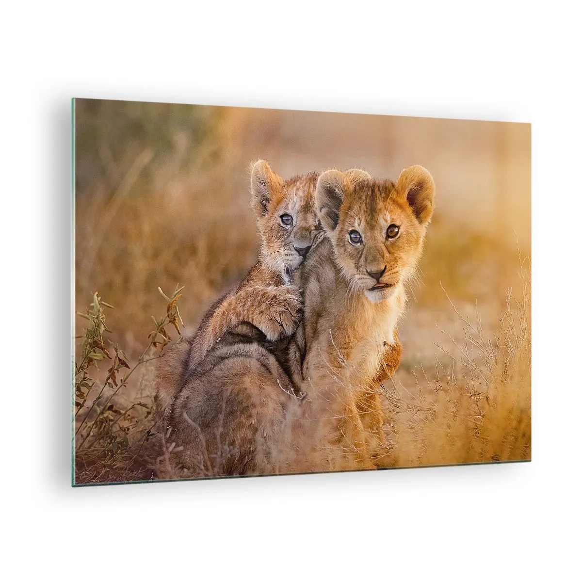Obraz na skle - Dve mladé levíčatá v prírodnom prostredí savany - 70x50cm - Nevyrušovať! Hrajme sa - Moderná nástenná dekorácia do obývacej izby a spálne ARTTOR