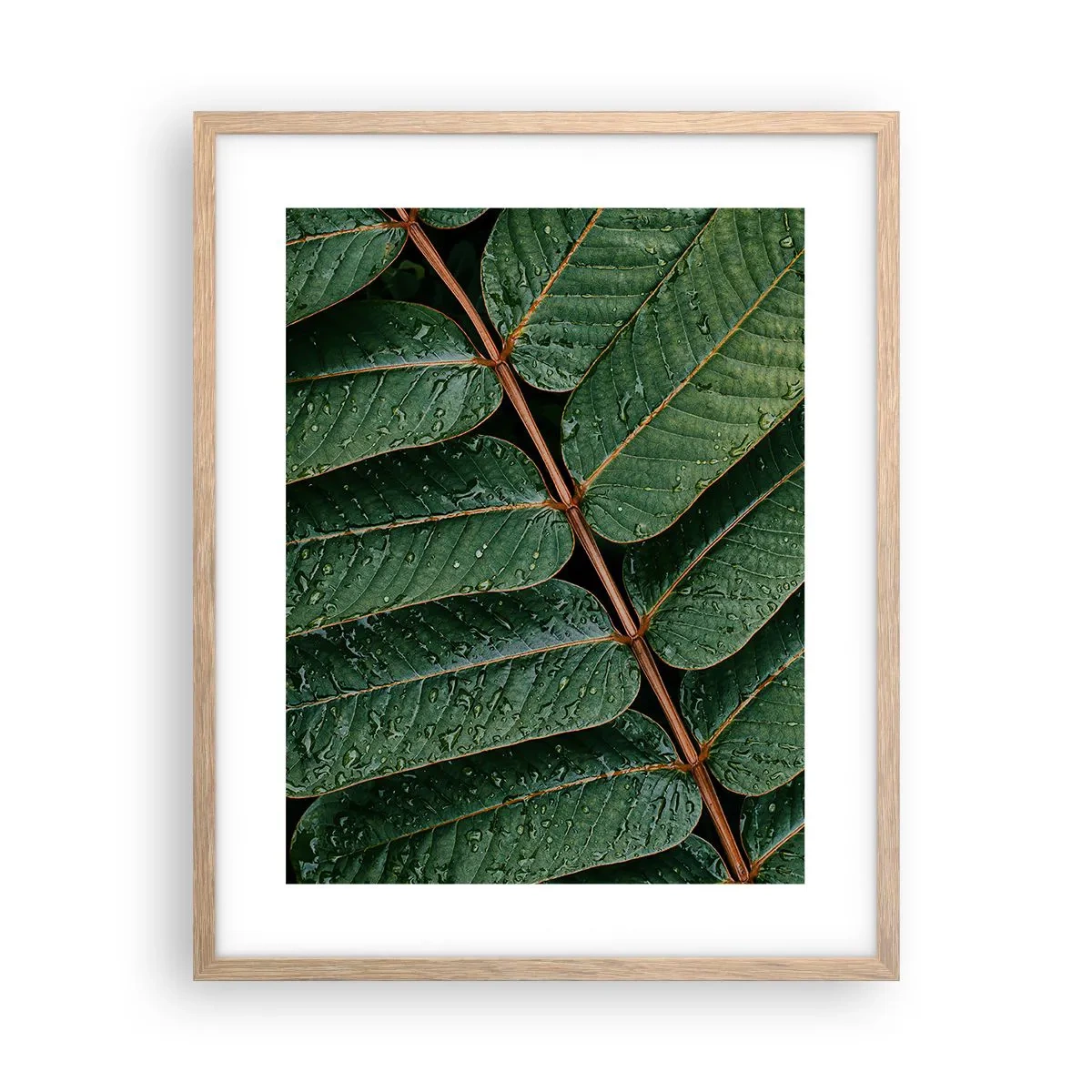Plagát v ráme zo svetlého duba - V zelenom rytme - 40x50 cm