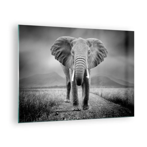 Obraz na skle - Slon na savane v čiernom a bielom - 70x50cm - Hostiteľ víta - Moderná nástenná dekorácia do obývacej izby a spálne ARTTOR
