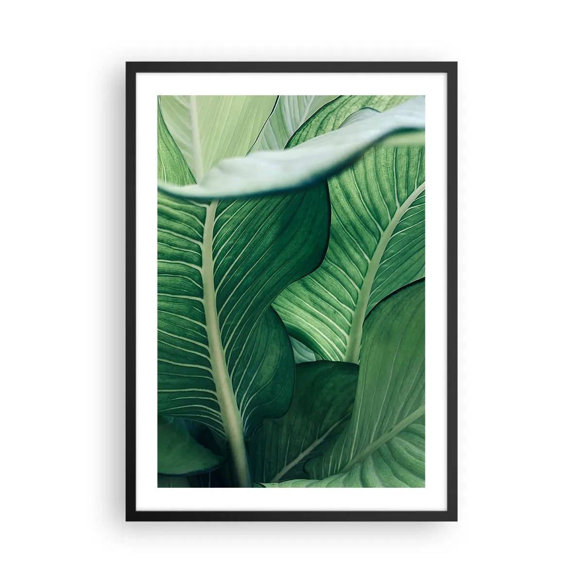 Plagát v čiernom ráme - Detailný záber na zelené listy rastliny - 50x70cm - Intenzívne zelený život - Moderná nástenná dekorácia do obývacej izby a spálne ARTTOR