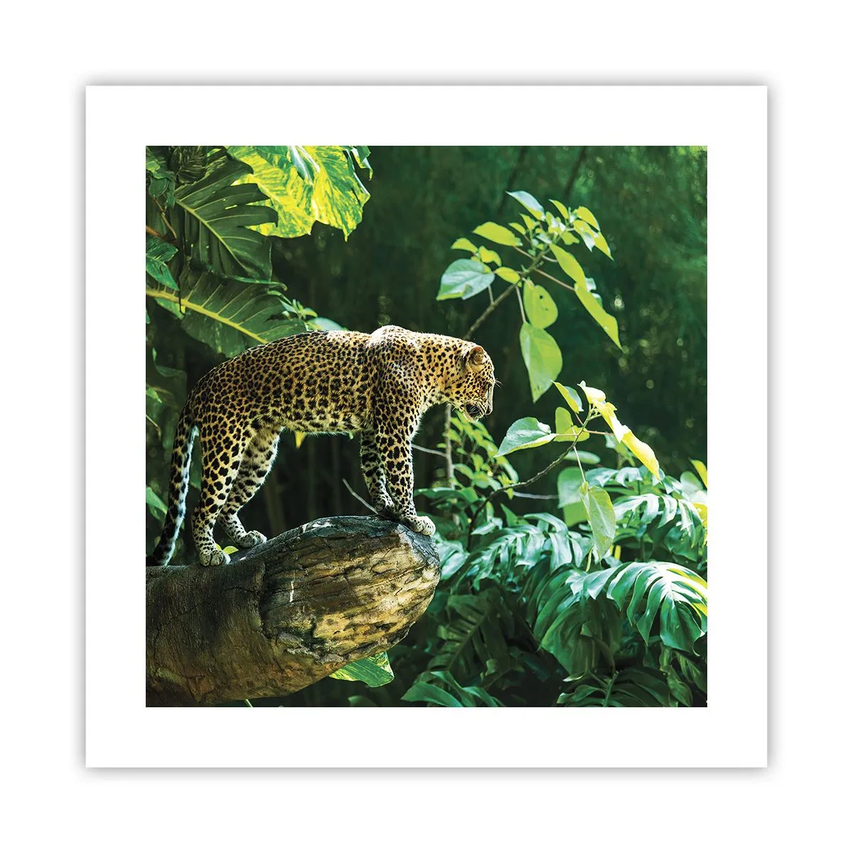 Plagát - Na lov? - 40x40 cm