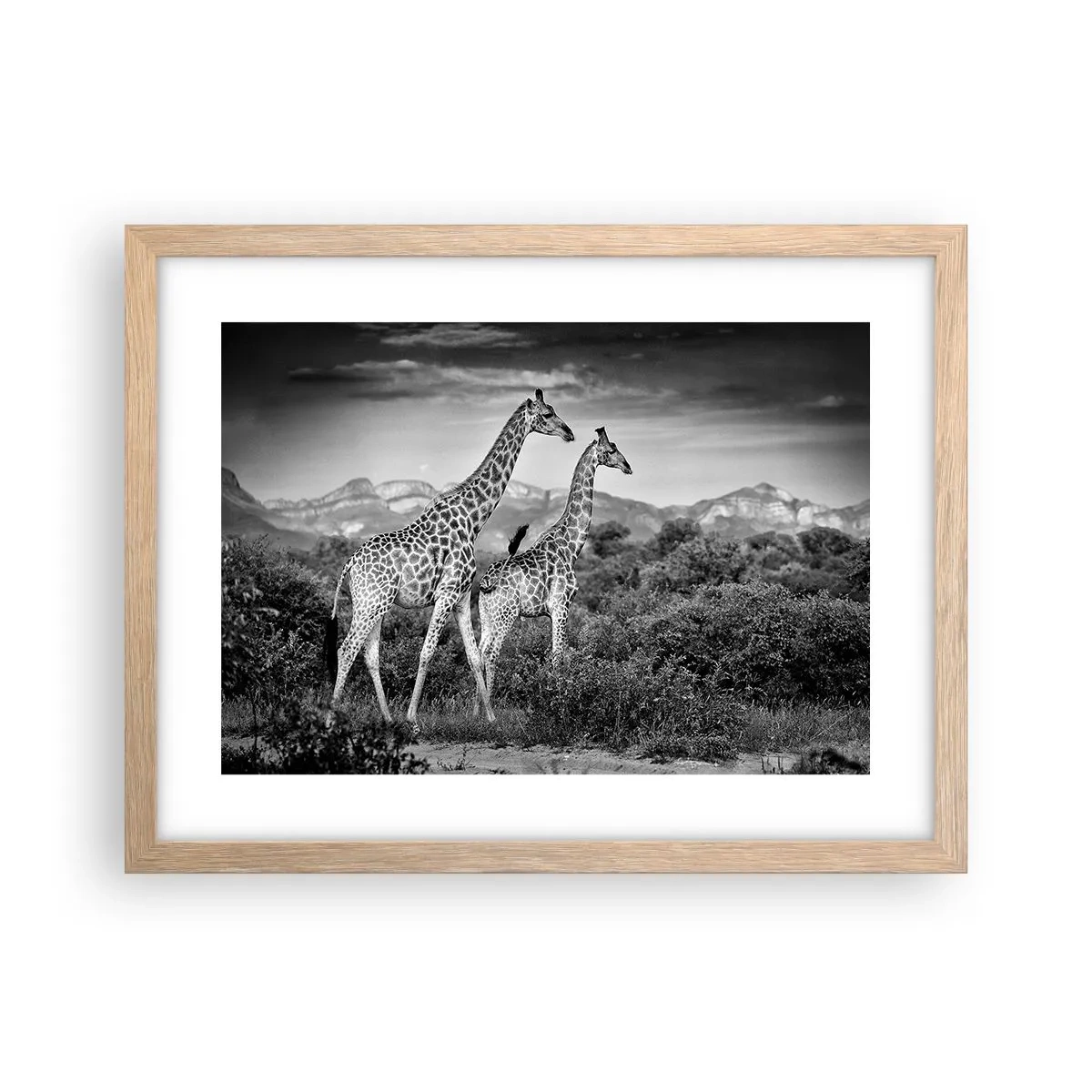Plagát v ráme zo svetlého duba - Vyššie kruhy v Afrike - 40x30 cm