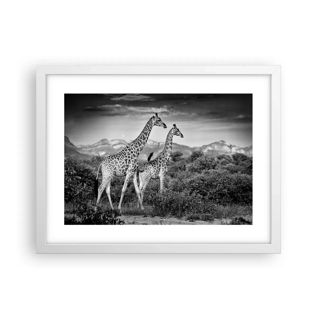 Plagát v bielom ráme - Vyššie kruhy v Afrike - 40x30 cm