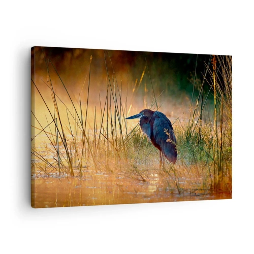 Obraz na plátne - Volavka v mokradiach pri západe slnka medzi vysokými trávami - 70x50cm - Ušetrite ma tých fotiek - Moderná nástenná dekorácia do obývacej izby a spálne ARTTOR
