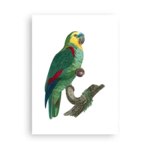 Plagát - Portrét papagája - 50x70 cm