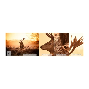 Vzorka Fototapeta Standard Eco - Pán na panstve - Krajina, Jeleň, Zvieratá - 100x30 cm