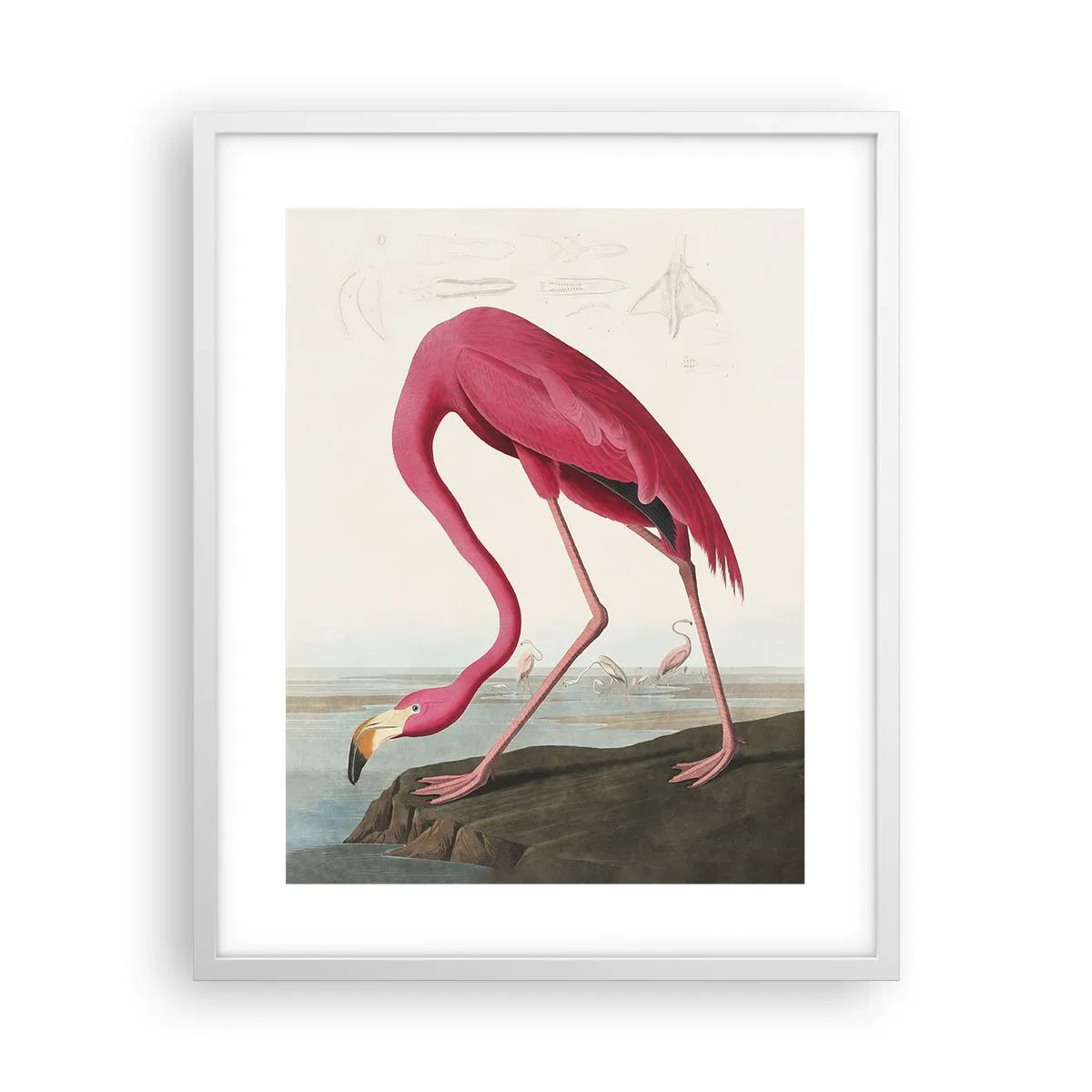 Plagát v bielom ráme - Úžasná tvora - 40x50 cm