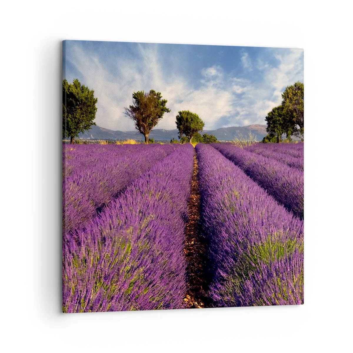 Obraz na plátne - Levanduľové polia - 50x50 cm