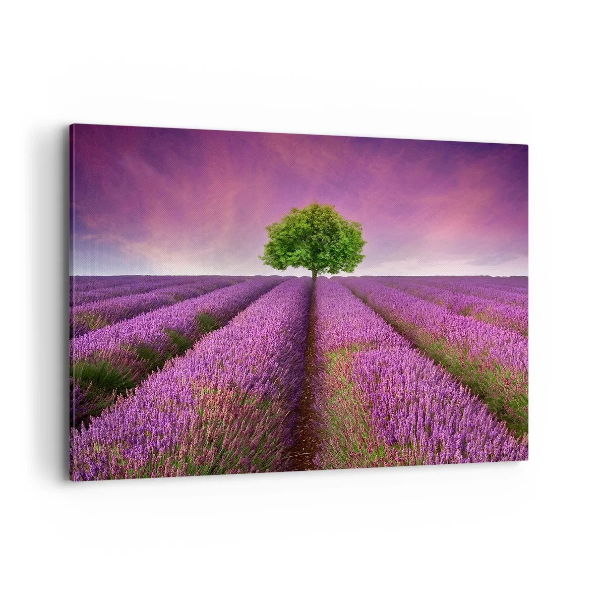 Obraz na plátne - Na levanduľových poliach - 100x70 cm