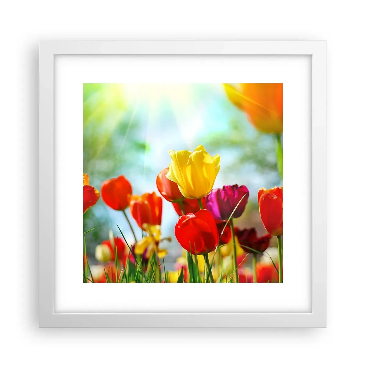 Plagát v bielom ráme - Všetky farby slnka - 30x30 cm