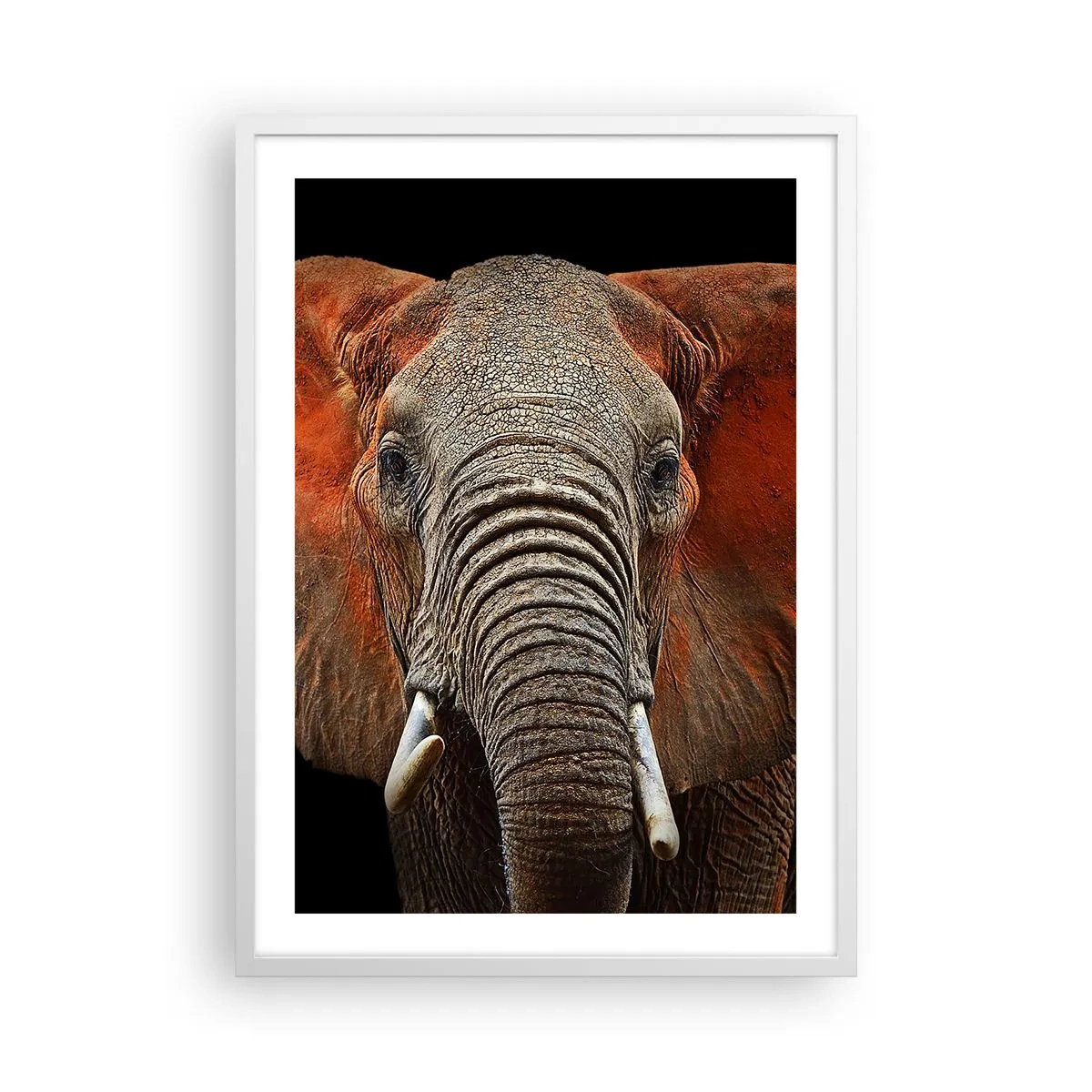 Plagát v bielom ráme - Som divoký, a ty? - 50x70 cm