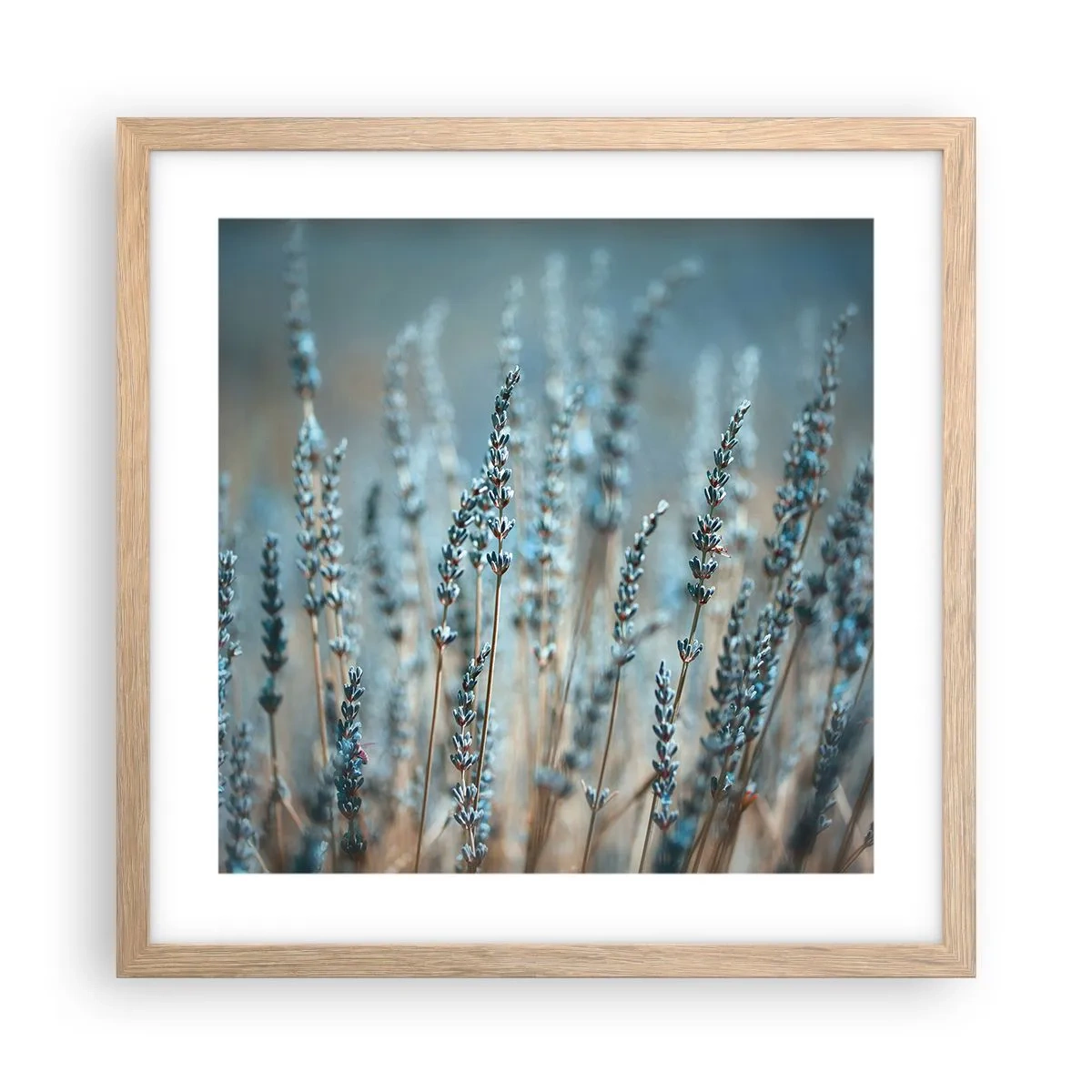 Plagát v ráme zo svetlého duba - Voňavý lán - 40x40 cm
