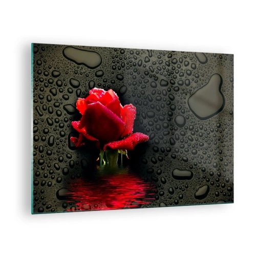 Obraz na skle - Červená ruža s kvapkami vody na tmavom pozadí - 70x50cm - Červené a čierne - Moderná nástenná dekorácia do obývacej izby a spálne ARTTOR