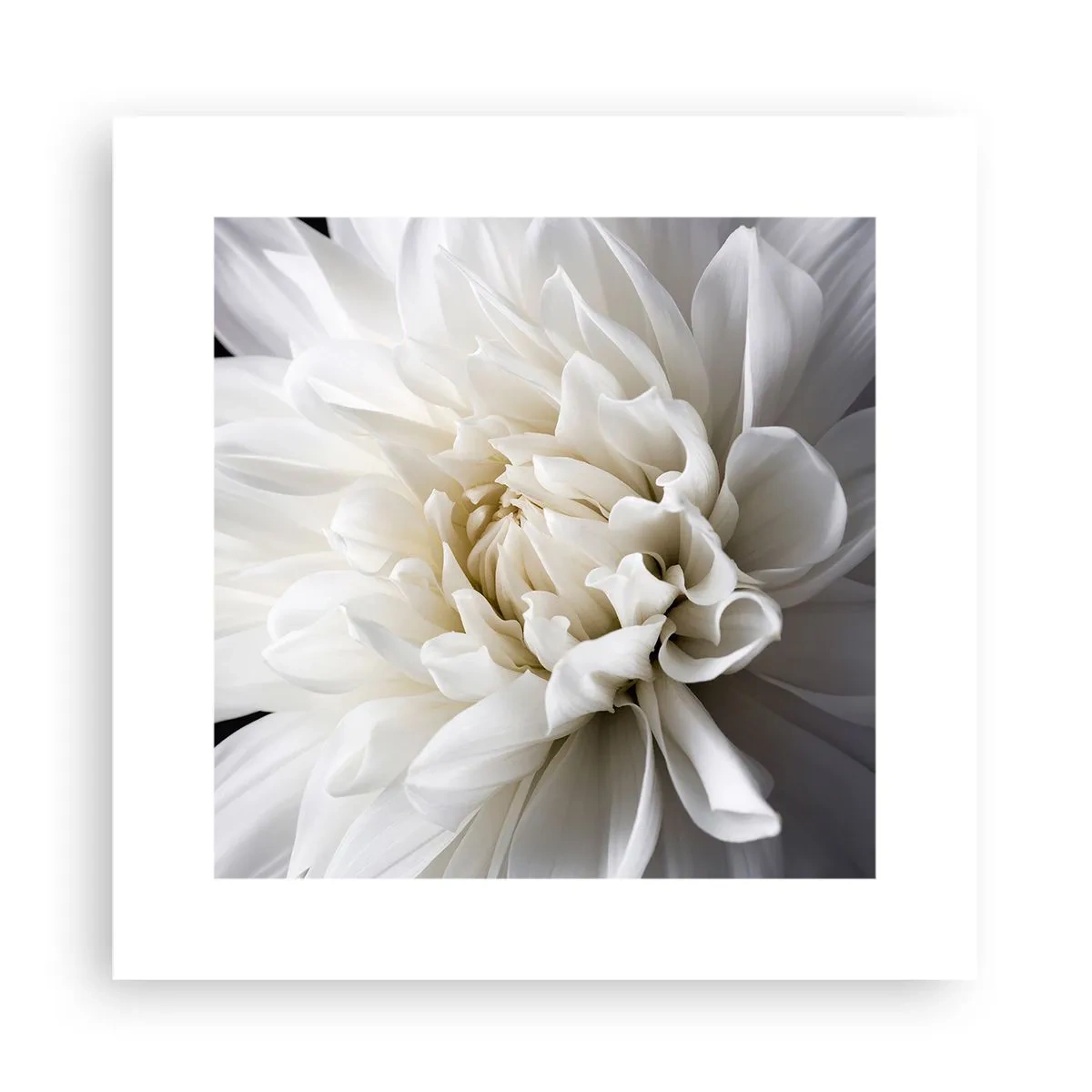 Plagát - Ráno s nevestou - 30x30 cm