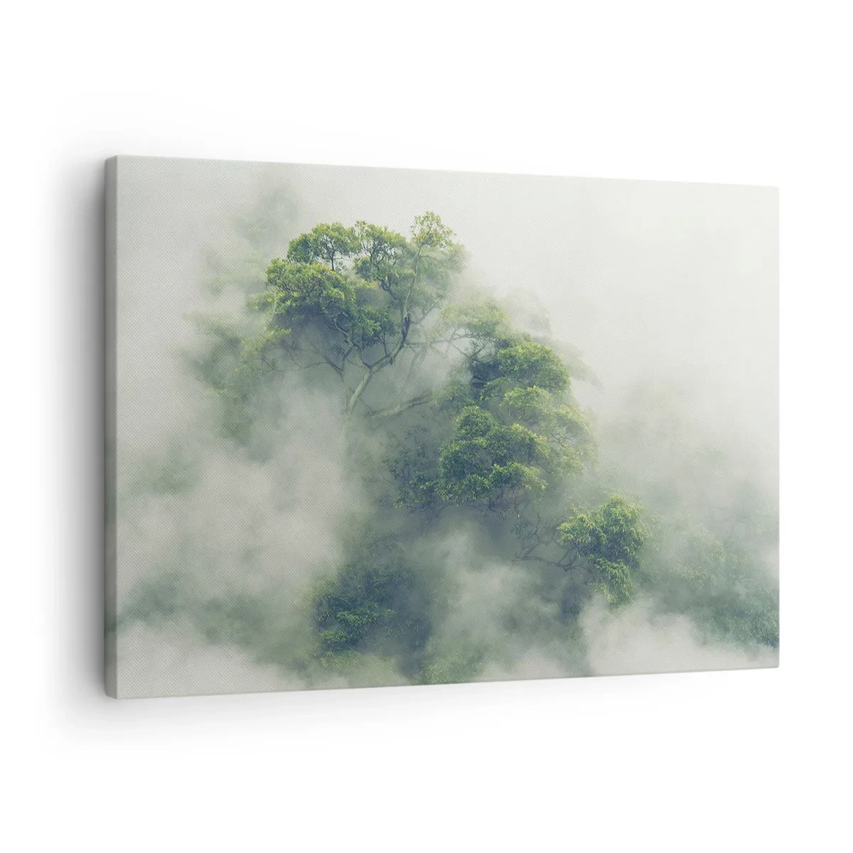 Obraz na plátne - Zelené stromy v hustej hmle na prirodzenom pozadí - 70x50cm - Zahalené hmlou - Moderná nástenná dekorácia do obývacej izby a spálne ARTTOR