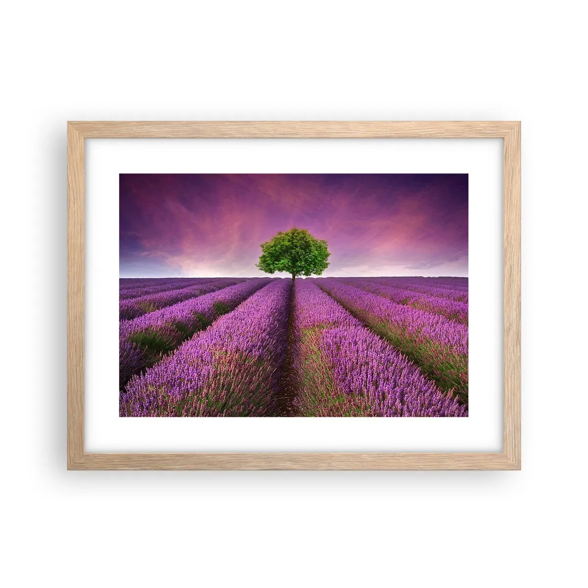 Plagát v ráme zo svetlého duba - Na levanduľových poliach - 40x30 cm