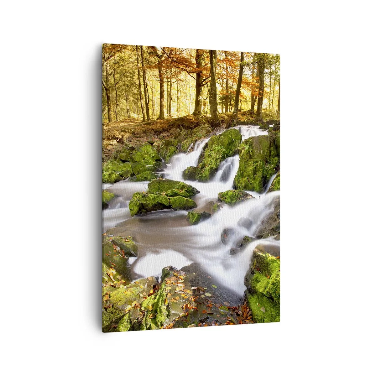 Obraz na plátne - Chvatom jesenným lesom - 70x100 cm