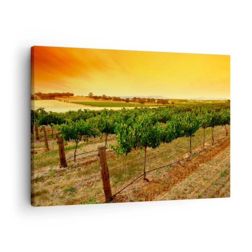 Obraz na plátne - Viniče na plantáži pri zlatom západe slnka - 70x50cm - Napiť sa slnka - Moderná nástenná dekorácia do obývacej izby a spálne ARTTOR