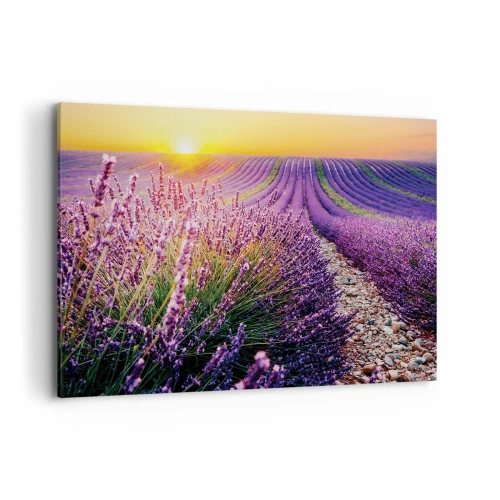 Obraz na plátne - Voňavý lán - 100x70 cm