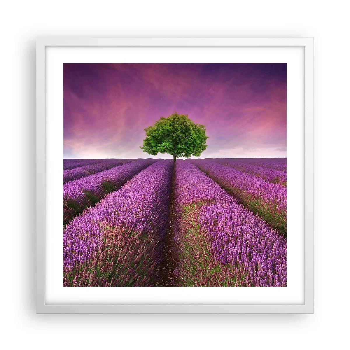Plagát v bielom ráme - Na levanduľových poliach - 50x50 cm