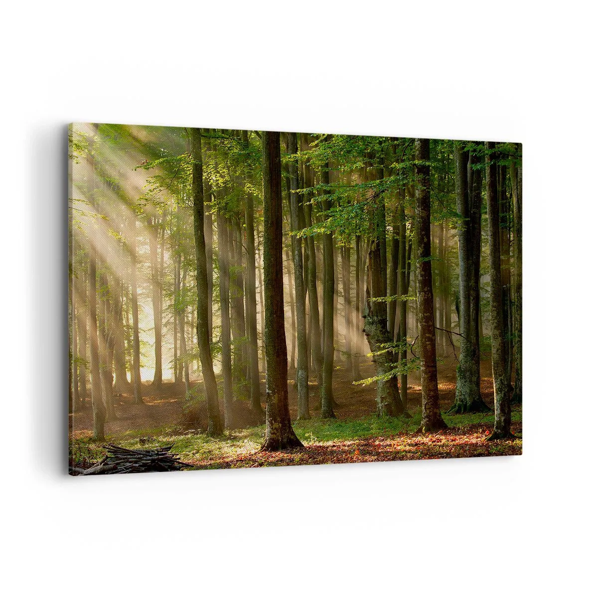 Obraz na plátne - Rozžiarený v jarnom ráne - 100x70 cm