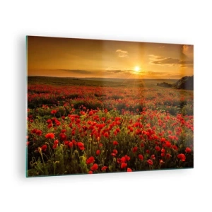 Obraz na skle - Makové pole osvetlené lúčmi zapadajúceho slnka - 70x50cm - Medzi vlnami šumiacich lúk, medzi záplavou kvetov - Moderná nástenná dekorácia do obývacej izby a spálne ARTTOR